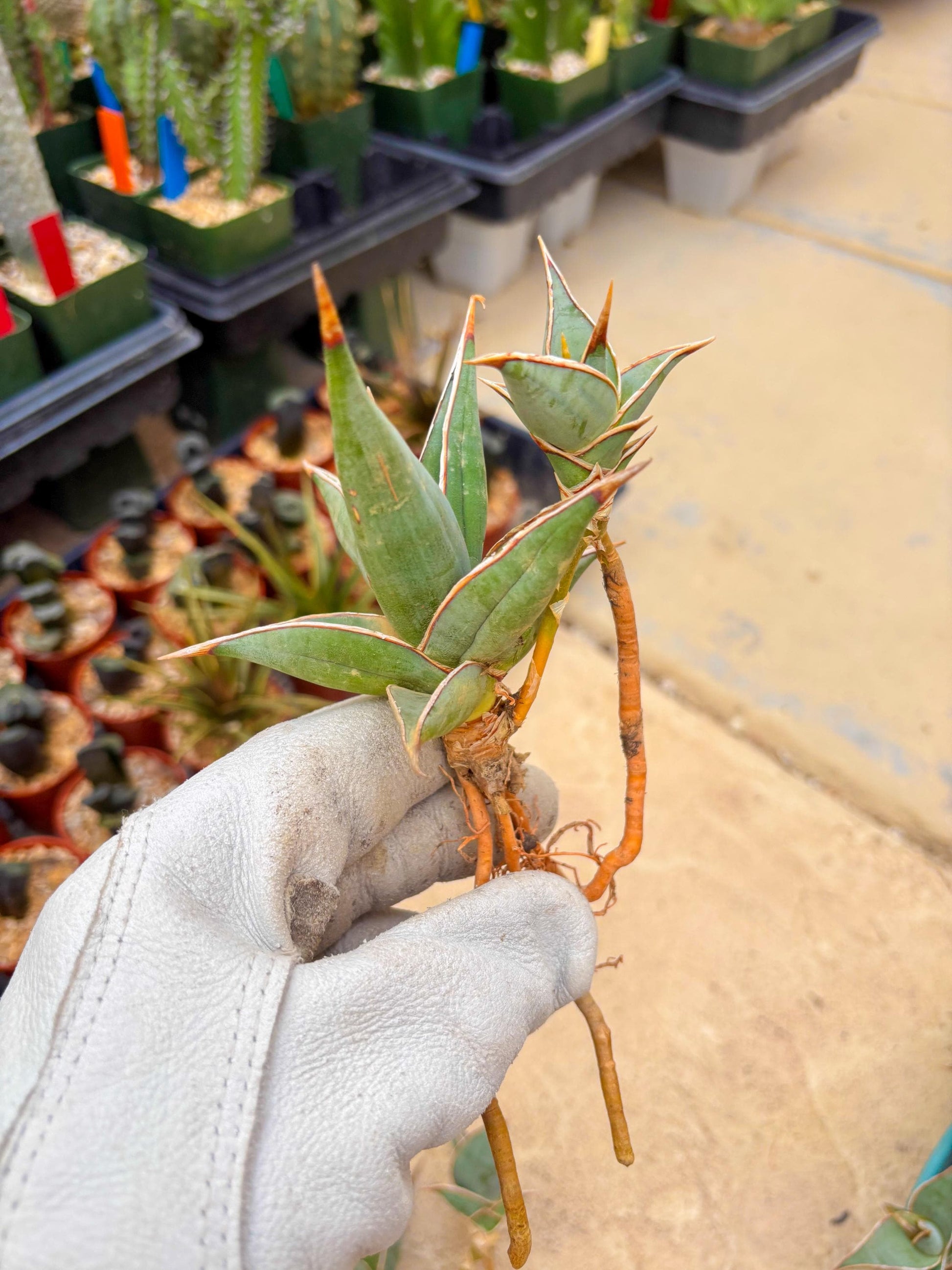 Sansevieria Pinguicula | Walking Sansevieria | Pingu