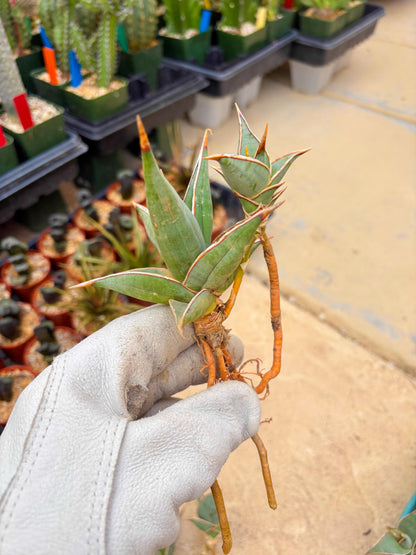 Sansevieria Pinguicula | Walking Sansevieria | Pingu