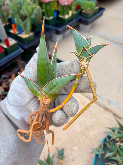 Sansevieria Pinguicula | Walking Sansevieria | Pingu