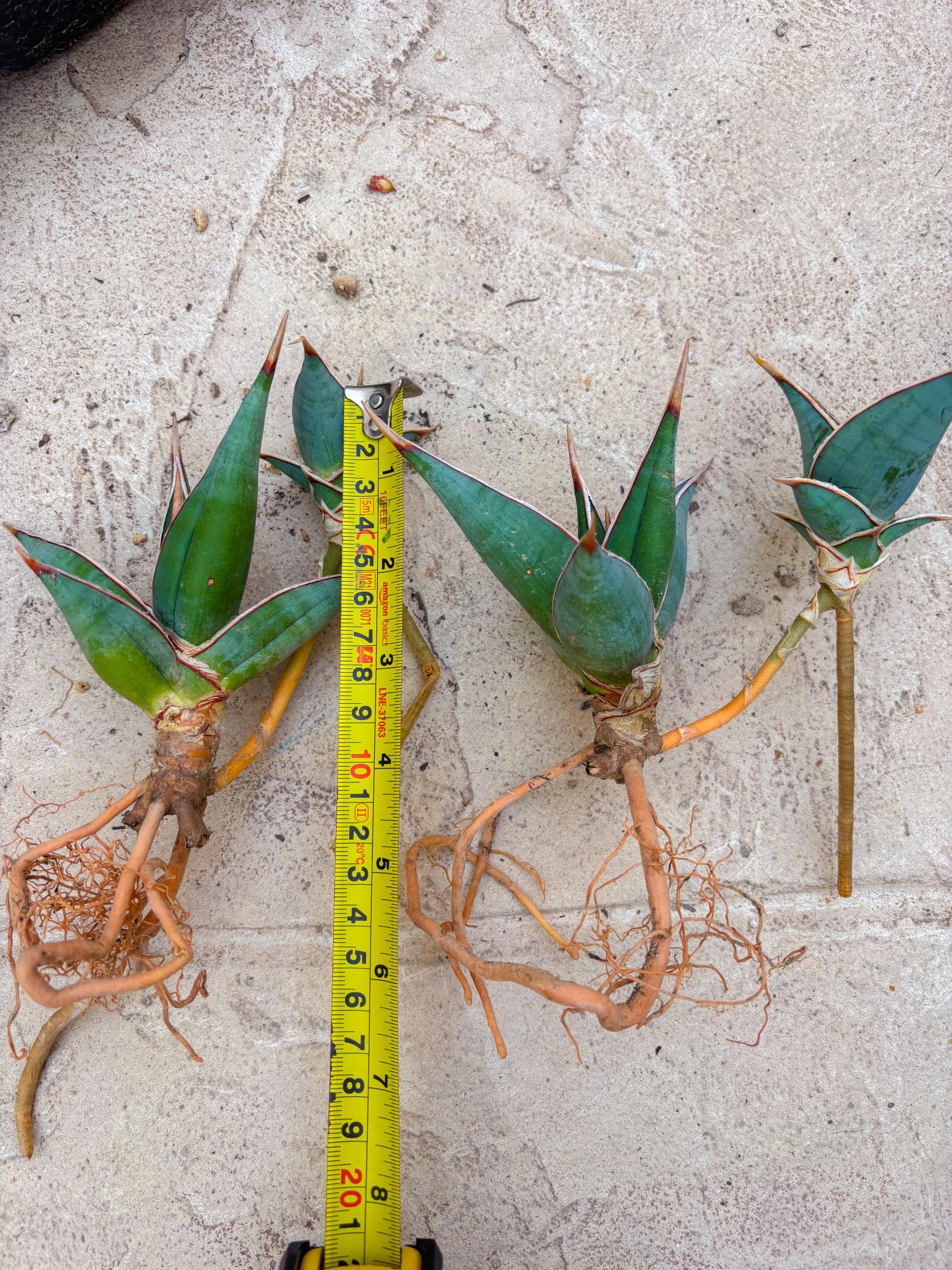 Sansevieria Pinguicula | Walking Sansevieria | Pingu