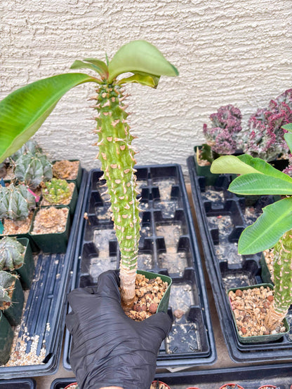 Eupho Viguieri var. Ankarafantsiensis (P-G) | Imported plants