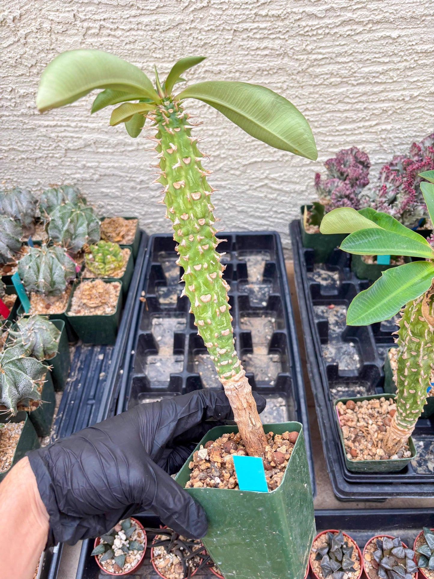 Eupho Viguieri var. Ankarafantsiensis (P-G) | Imported plants