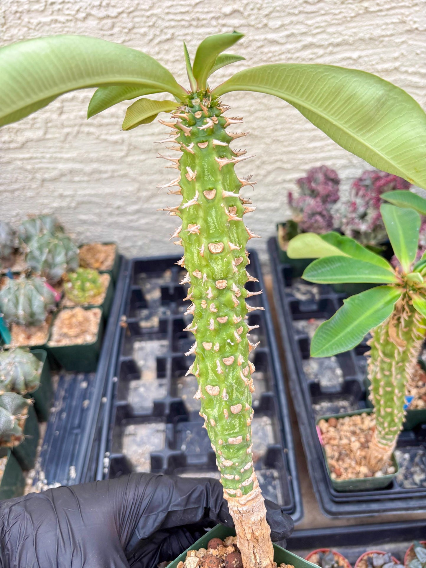 Eupho Viguieri var. Ankarafantsiensis (P-G) | Imported plants