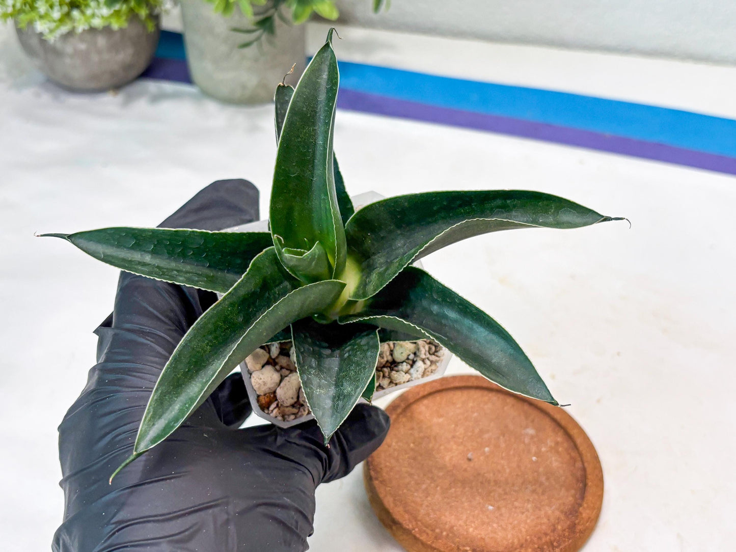 Sansevieria Kenarok (#Ba60) | Rare Hybrid Snake Plant