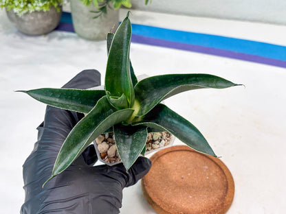 Sansevieria Kenarok (#Ba60) | Rare Hybrid Snake Plant