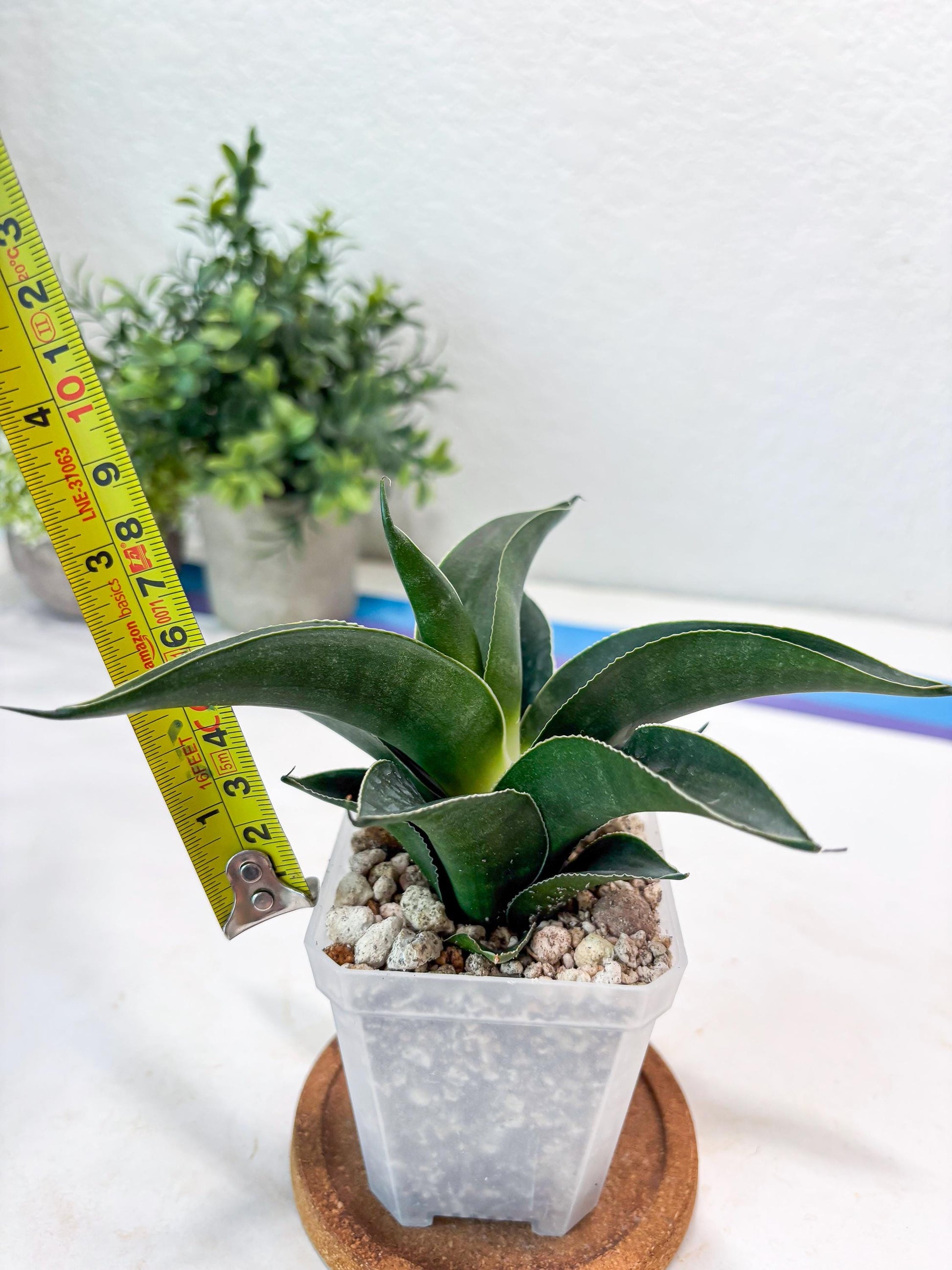 Sansevieria Kenarok (#Ba60) | Rare Hybrid Snake Plant