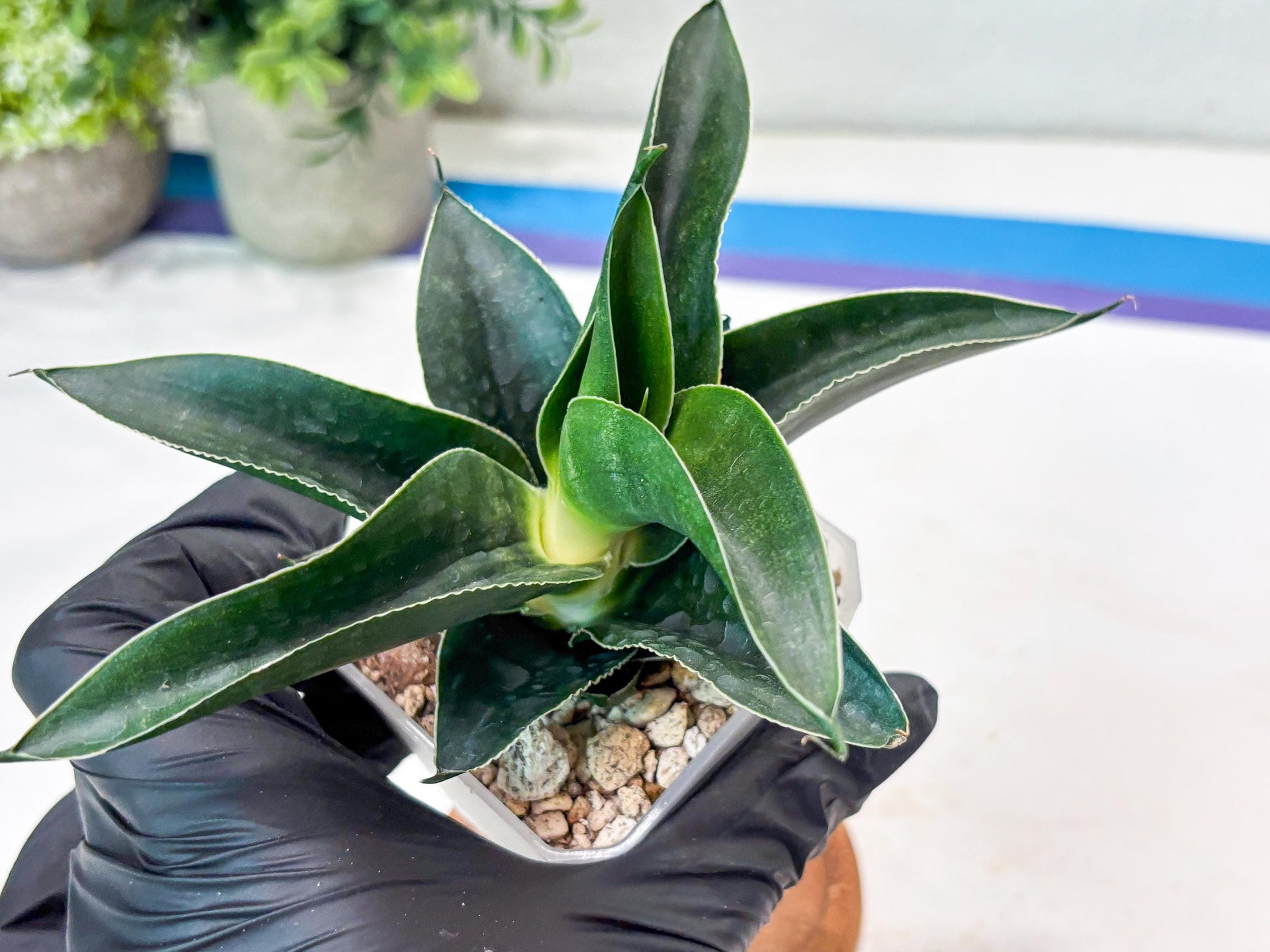 Sansevieria Kenarok (#Ba60) | Rare Hybrid Snake Plant