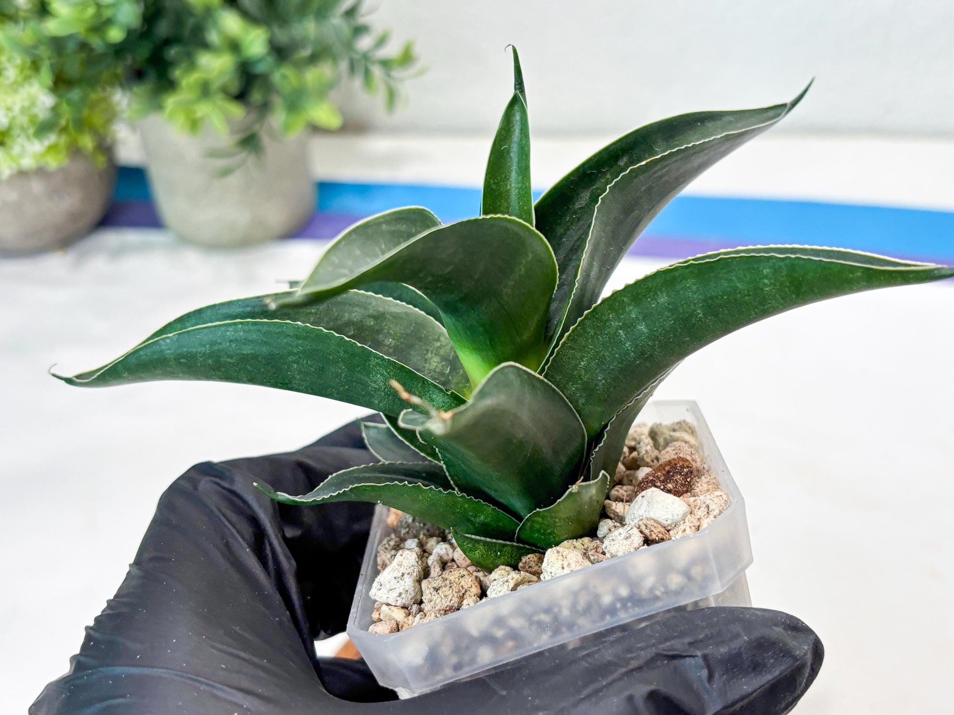 Sansevieria Kenarok (#Ba60) | Rare Hybrid Snake Plant