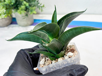 Sansevieria Kenarok (#Ba60) | Rare Hybrid Snake Plant