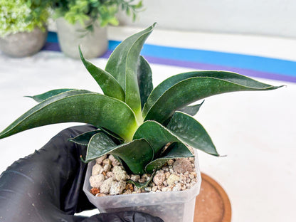 Sansevieria Kenarok (#Ba60) | Rare Hybrid Snake Plant