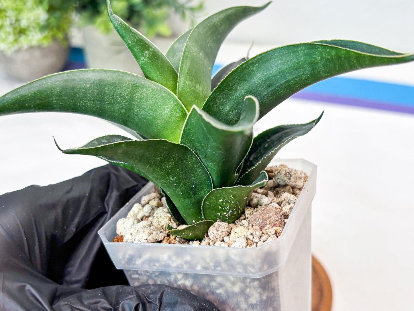 Sansevieria Kenarok (#Ba60) | Rare Hybrid Snake Plant