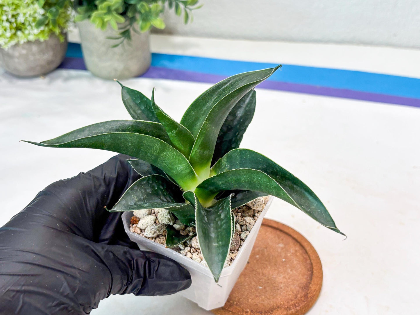 Sansevieria Kenarok (#Ba60) | Rare Hybrid Snake Plant