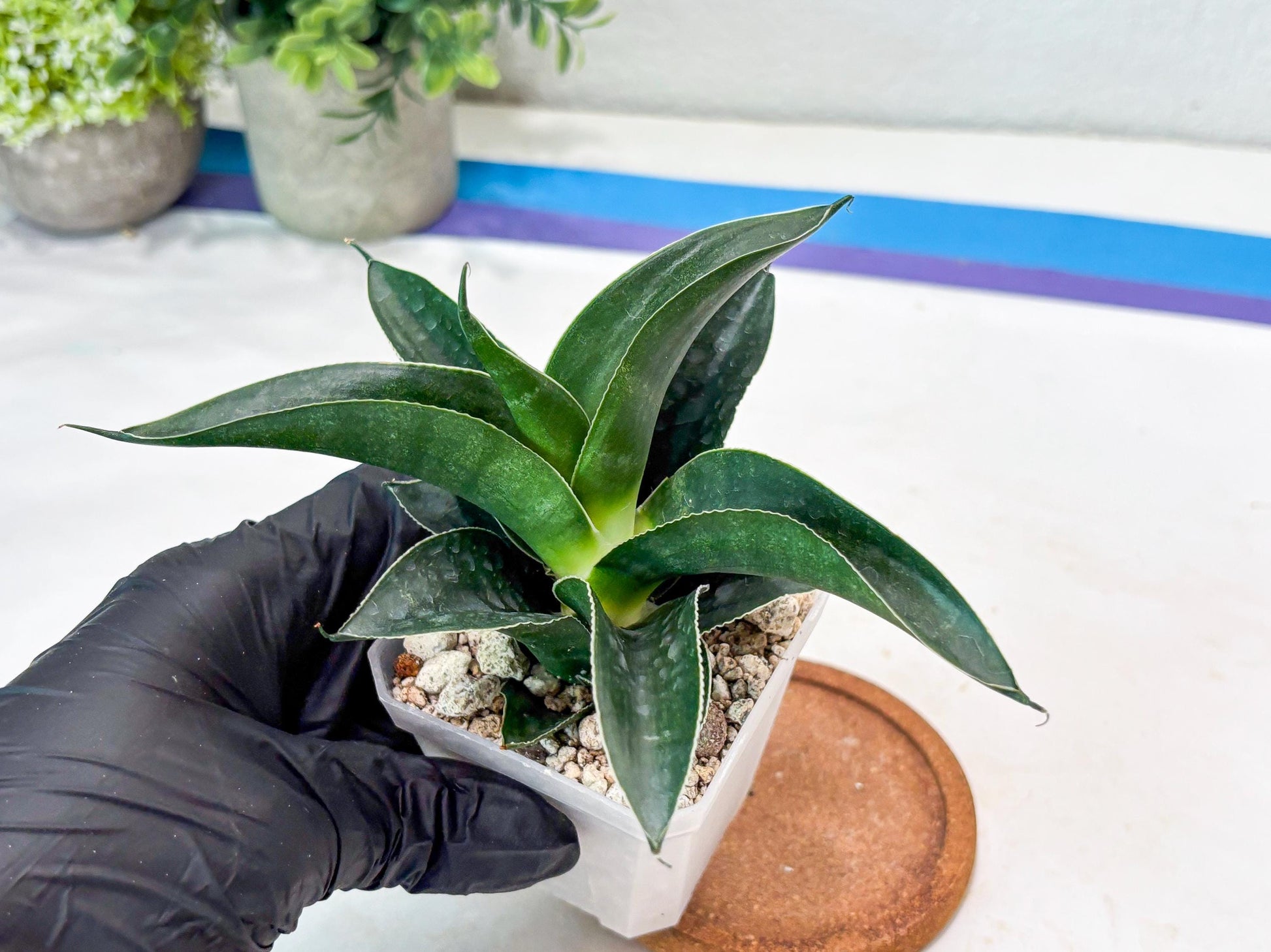 Sansevieria Kenarok (#Ba60) | Rare Hybrid Snake Plant