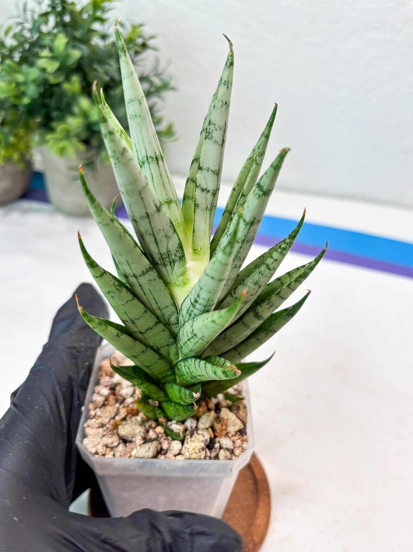 Sansevieria Kesia (#Ba61) | Rare Hybrid Snake Plant