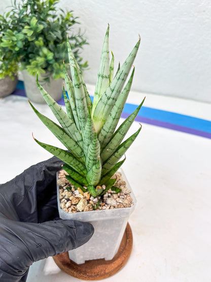 Sansevieria Kesia (#Ba61) | Rare Hybrid Snake Plant