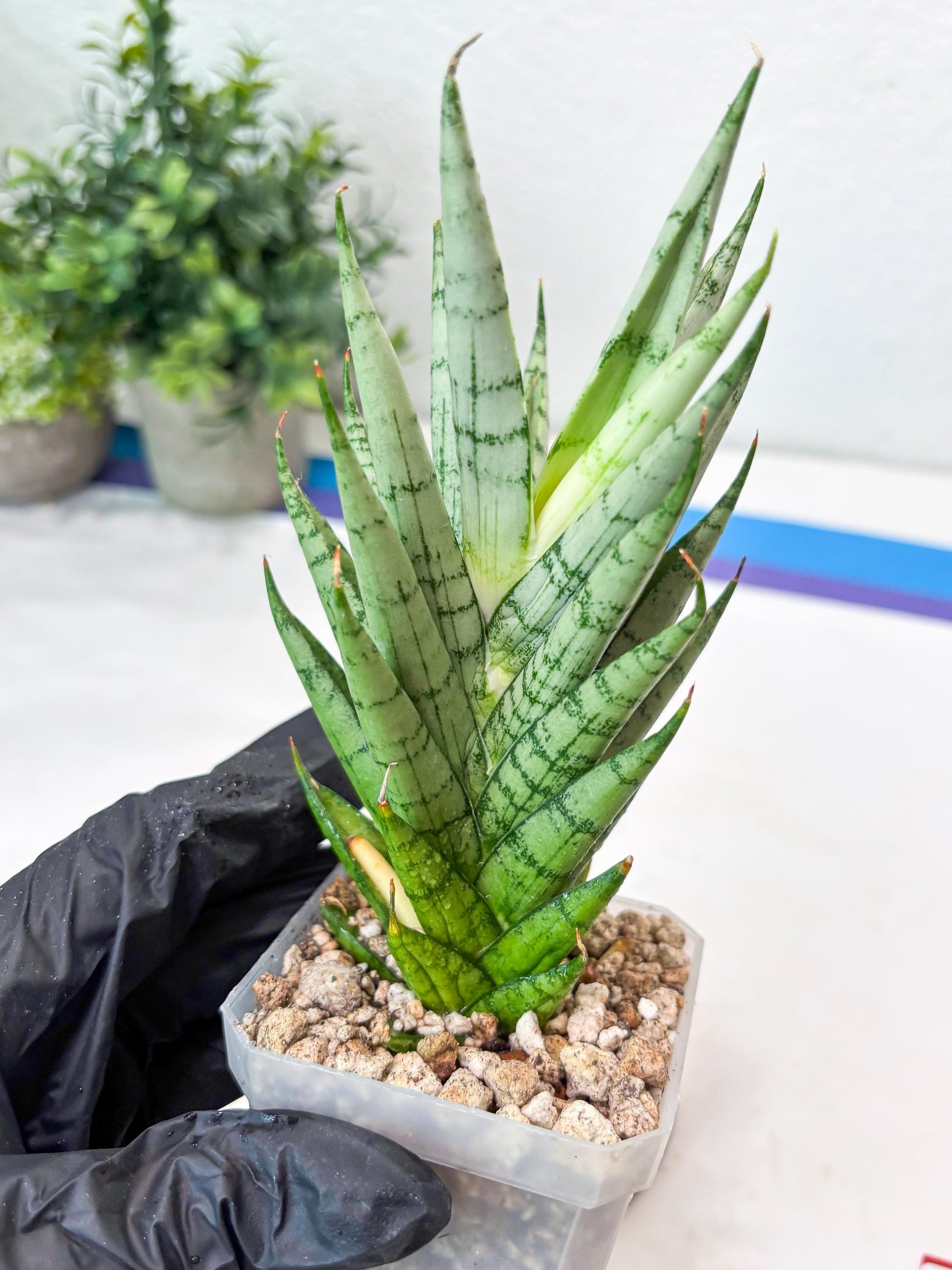 Sansevieria Kesia (#Ba61) | Rare Hybrid Snake Plant