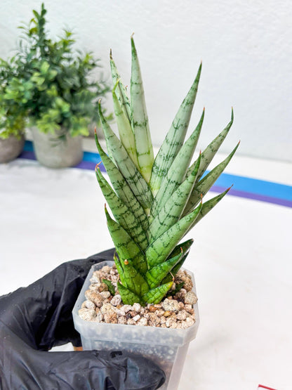 Sansevieria Kesia (#Ba61) | Rare Hybrid Snake Plant