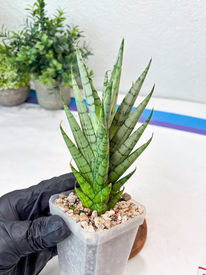 Sansevieria Kesia (#Ba61) | Rare Hybrid Snake Plant