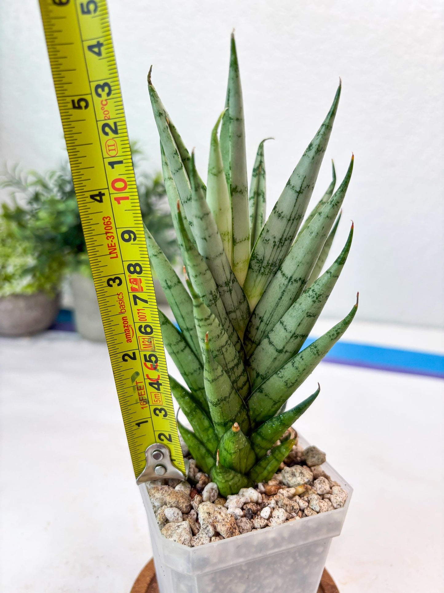 Sansevieria Kesia (#Ba61) | Rare Hybrid Snake Plant