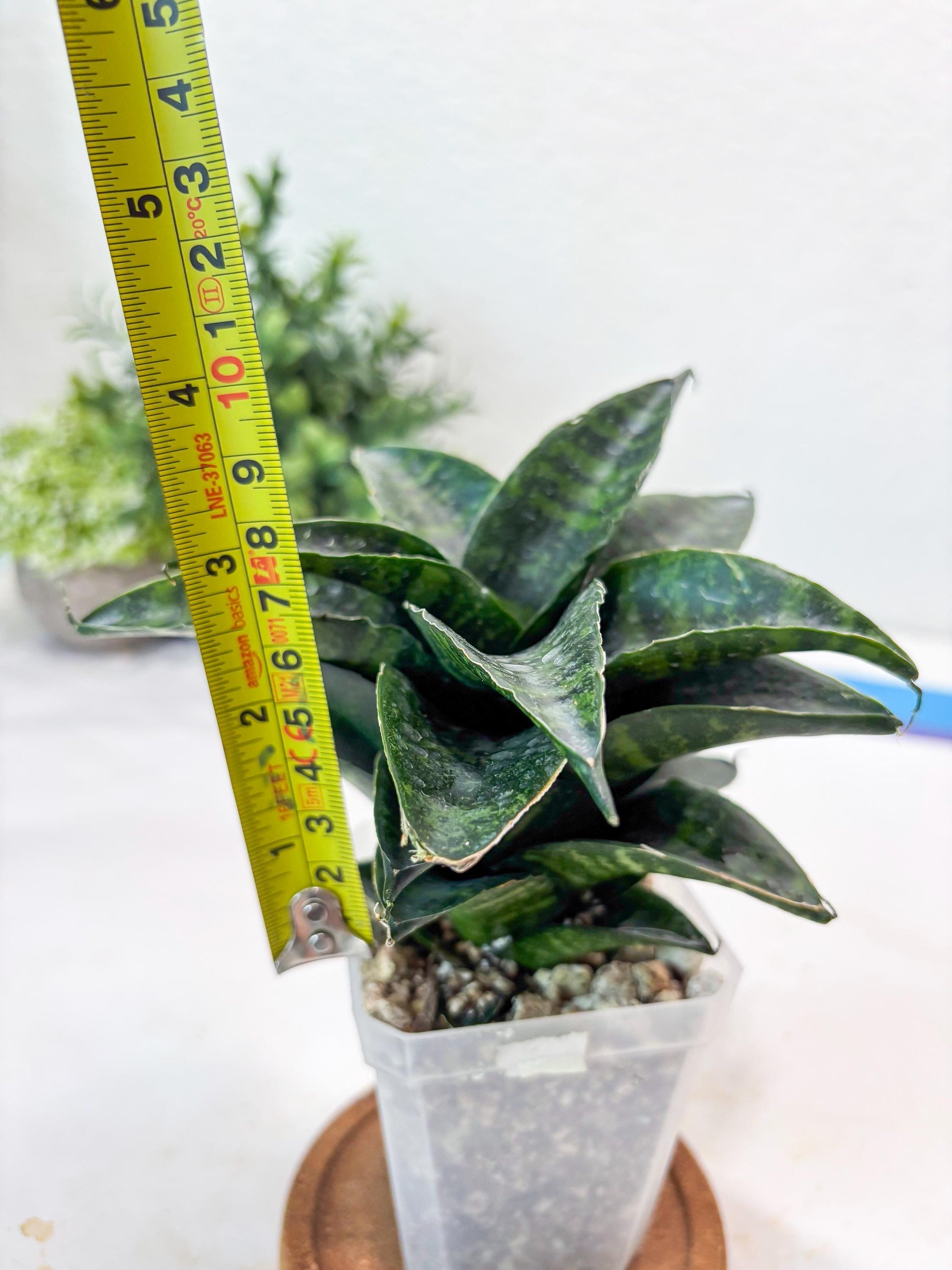 Sansevieria Kraden (#Ba62) Rare Hybrid Snake Plant