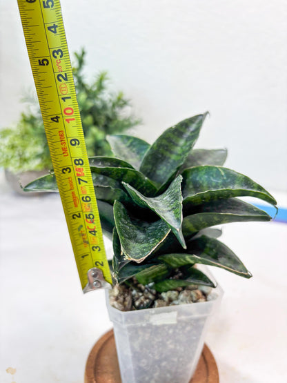 Sansevieria Kraden (#Ba62) Rare Hybrid Snake Plant