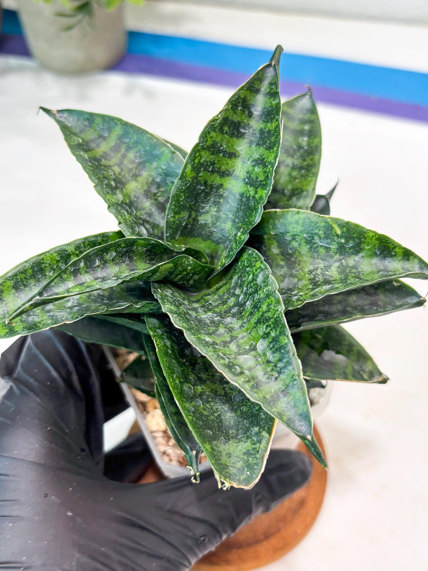 Sansevieria Kraden (#Ba62) Rare Hybrid Snake Plant