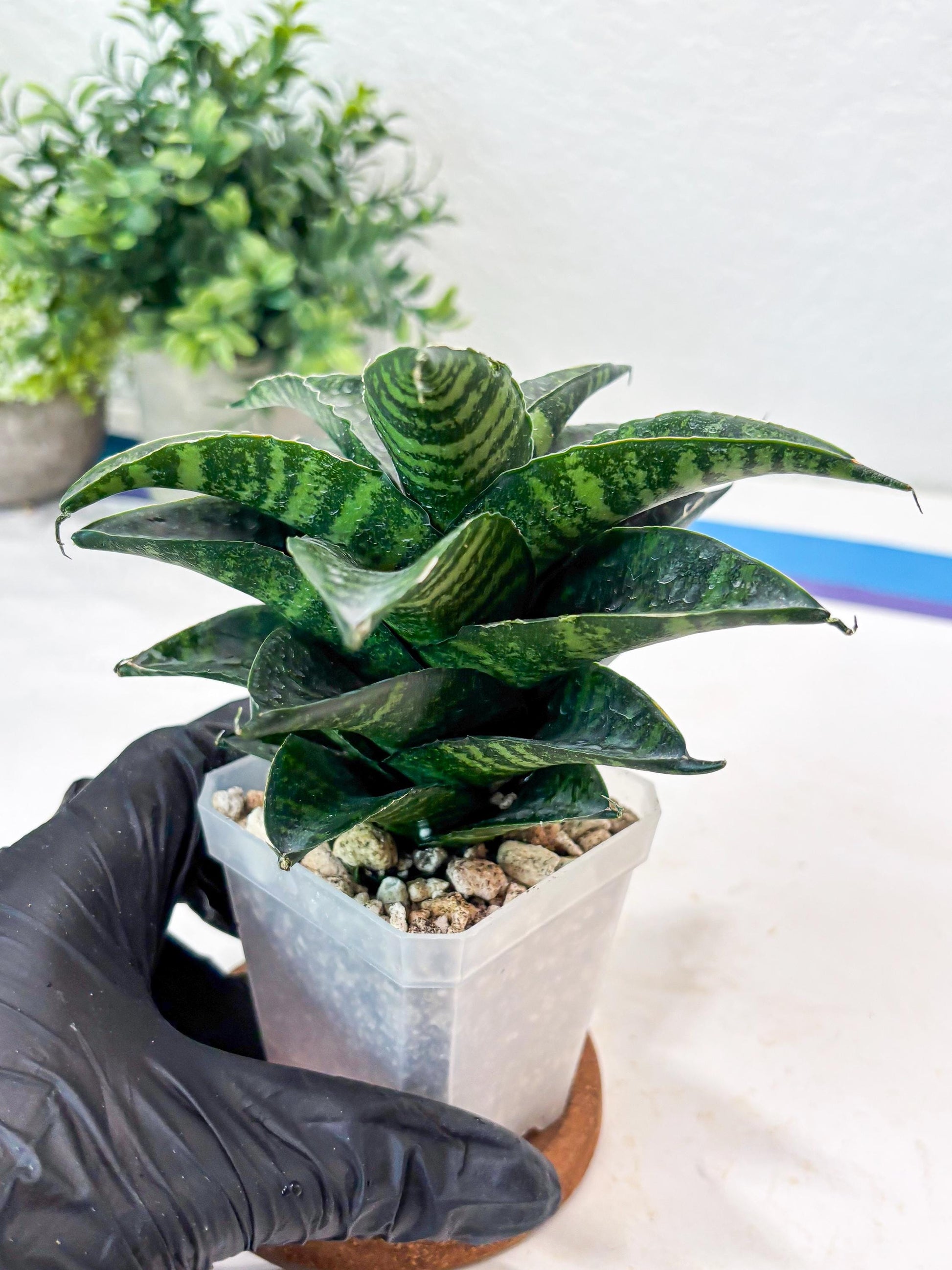 Sansevieria Kraden (#Ba62) Rare Hybrid Snake Plant