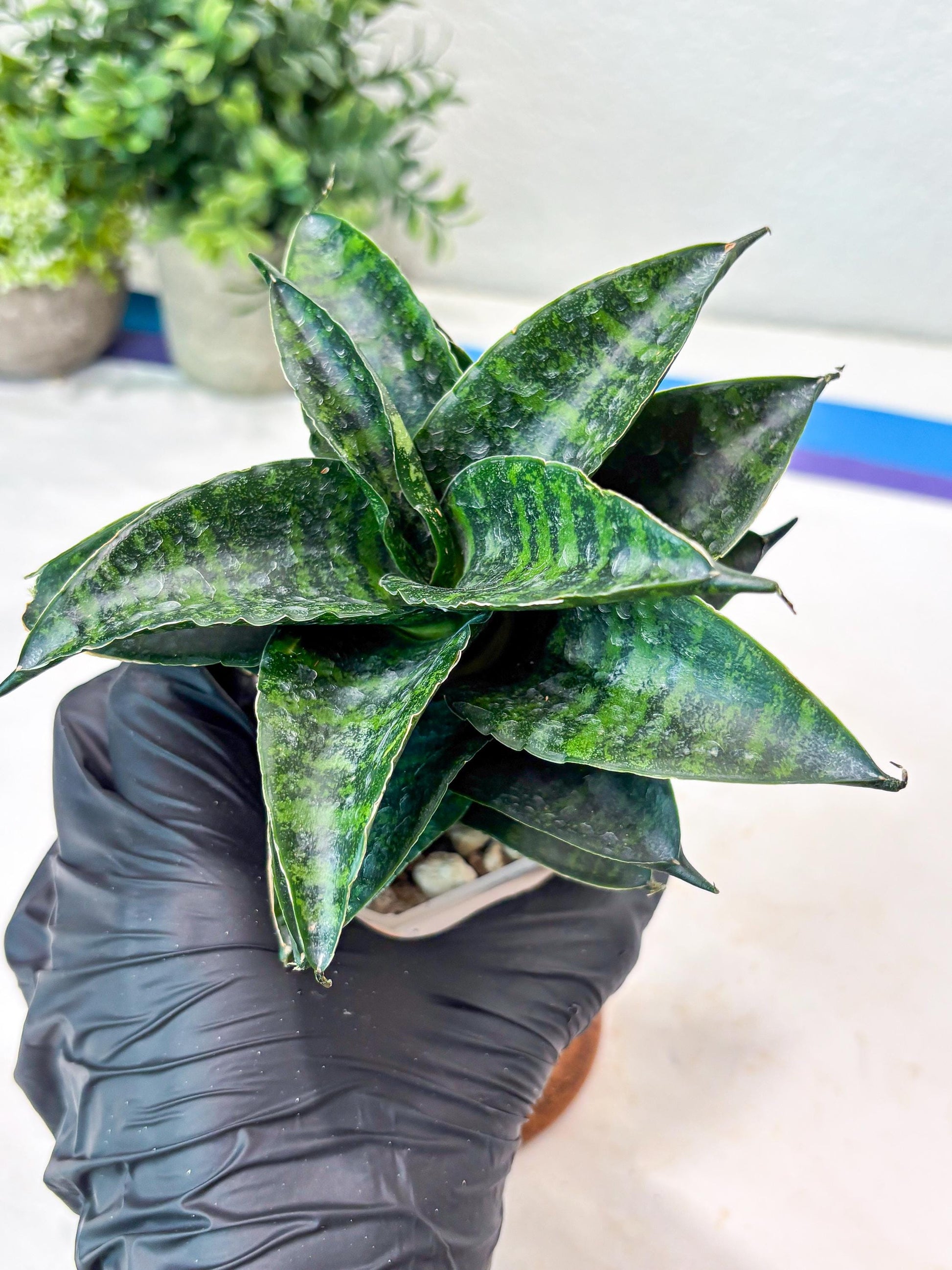 Sansevieria Kraden (#Ba62) Rare Hybrid Snake Plant