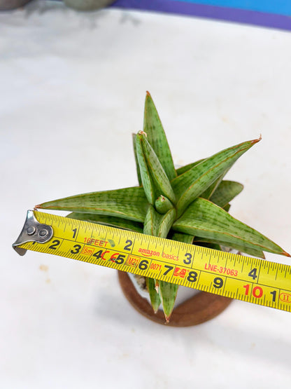 Sansevieria Liwa (#Ba63) | Rare Hybrid Snake Plant