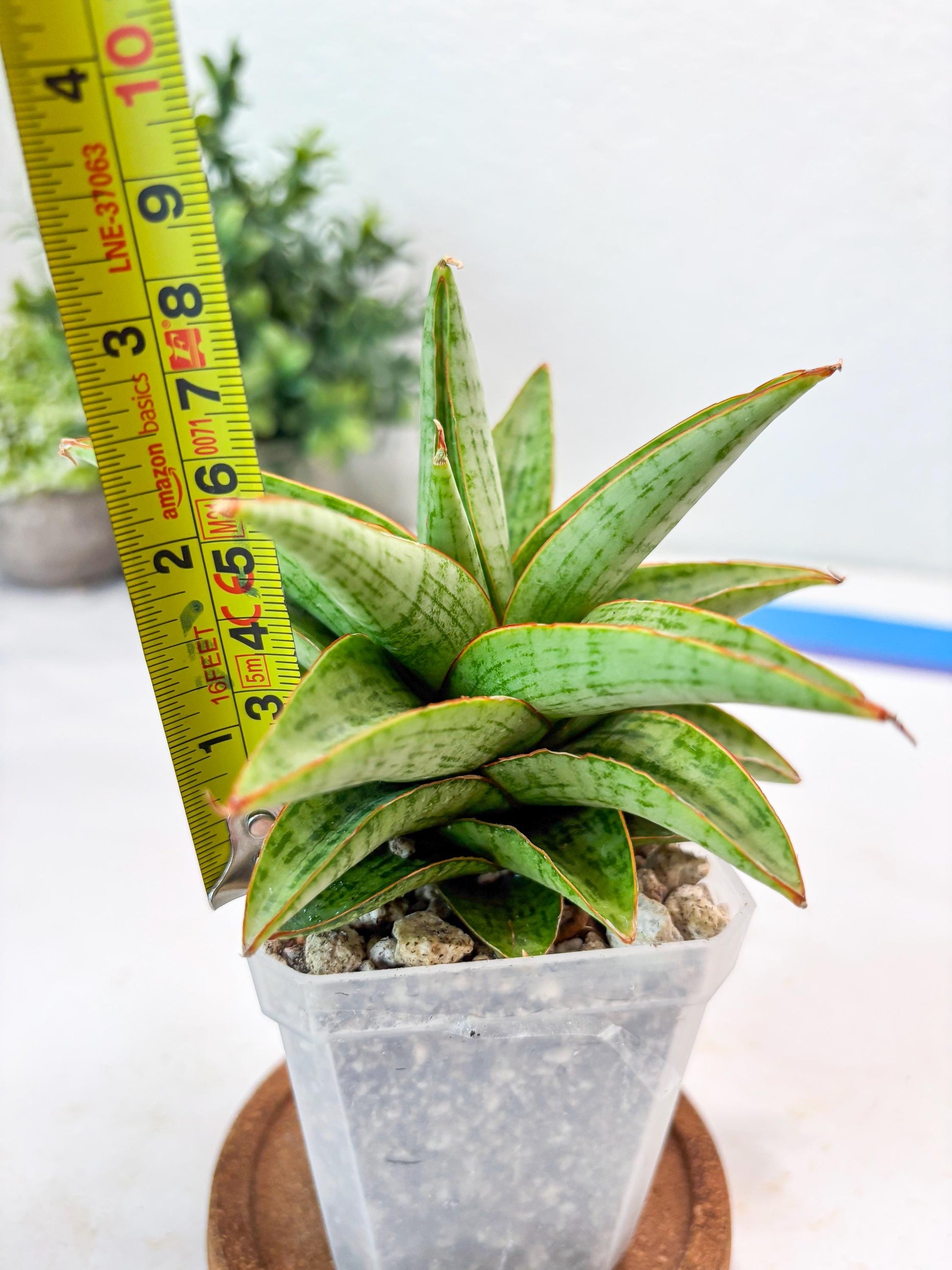 Sansevieria Liwa (#Ba63) | Rare Hybrid Snake Plant