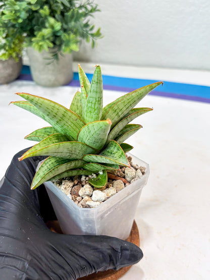Sansevieria Liwa (#Ba63) | Rare Hybrid Snake Plant