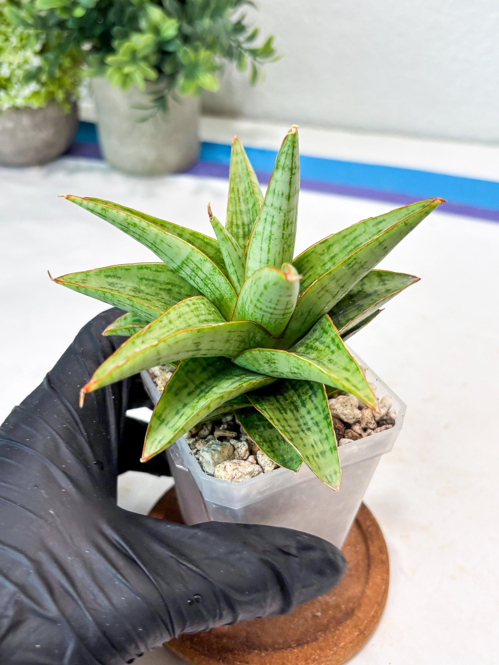 Sansevieria Liwa (#Ba63) | Rare Hybrid Snake Plant