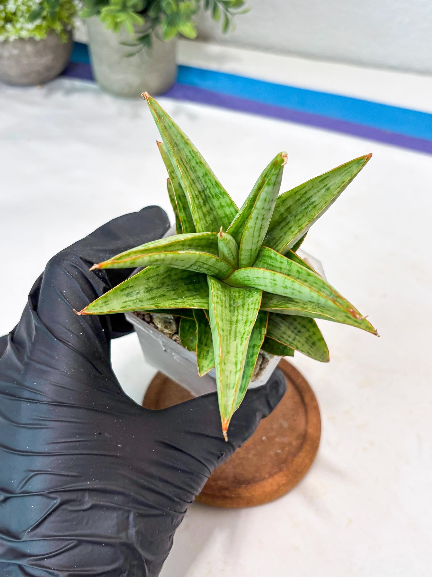 Sansevieria Liwa (#Ba63) | Rare Hybrid Snake Plant