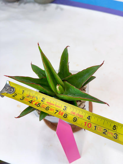 Sansevieria Luna (#Ba64) | Rare Hybrid Snake Plant