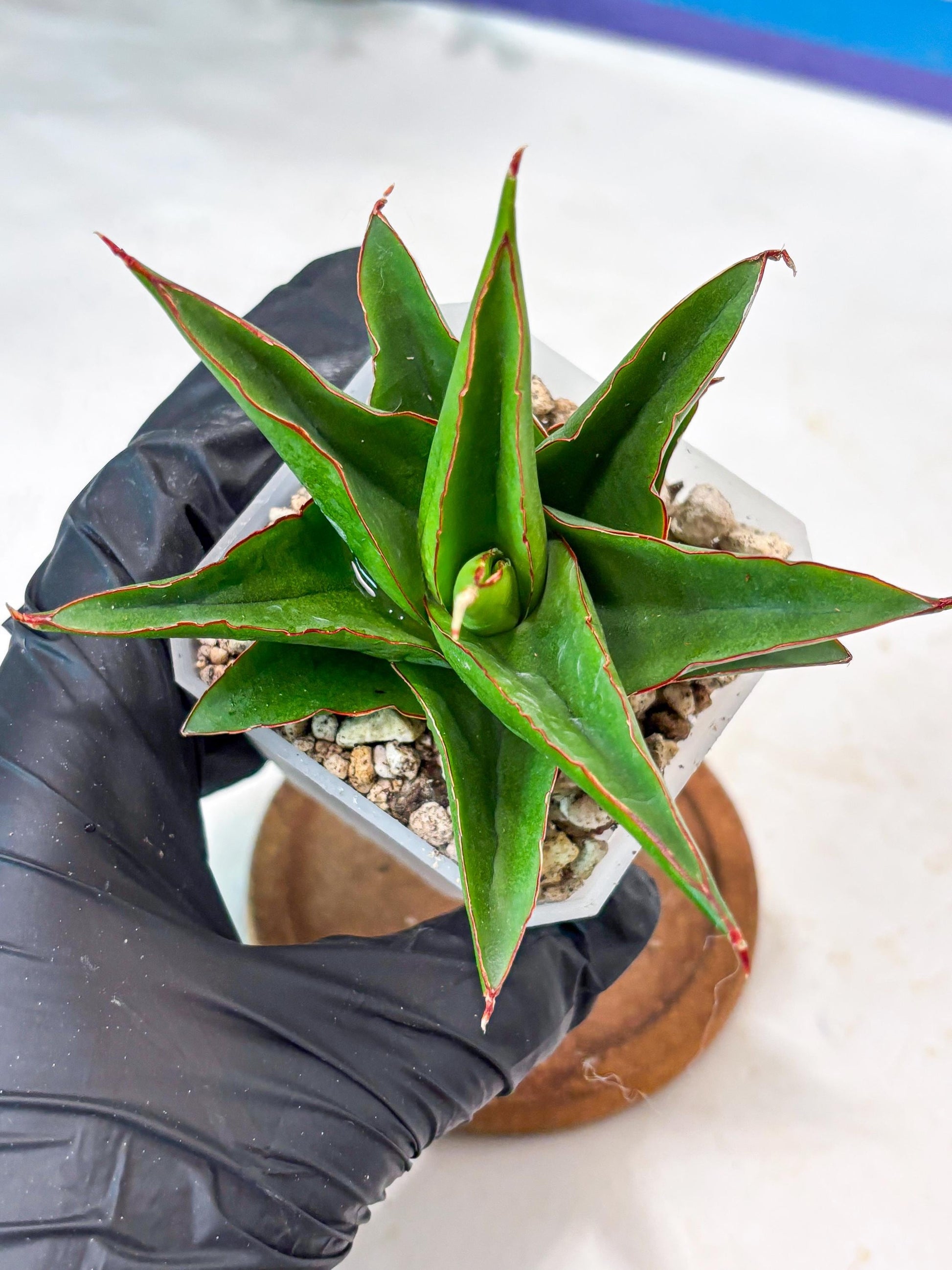 Sansevieria Luna (#Ba64) | Rare Hybrid Snake Plant