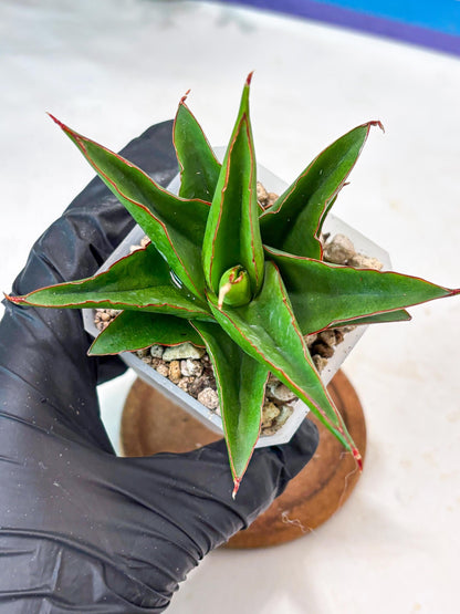 Sansevieria Luna (#Ba64) | Rare Hybrid Snake Plant