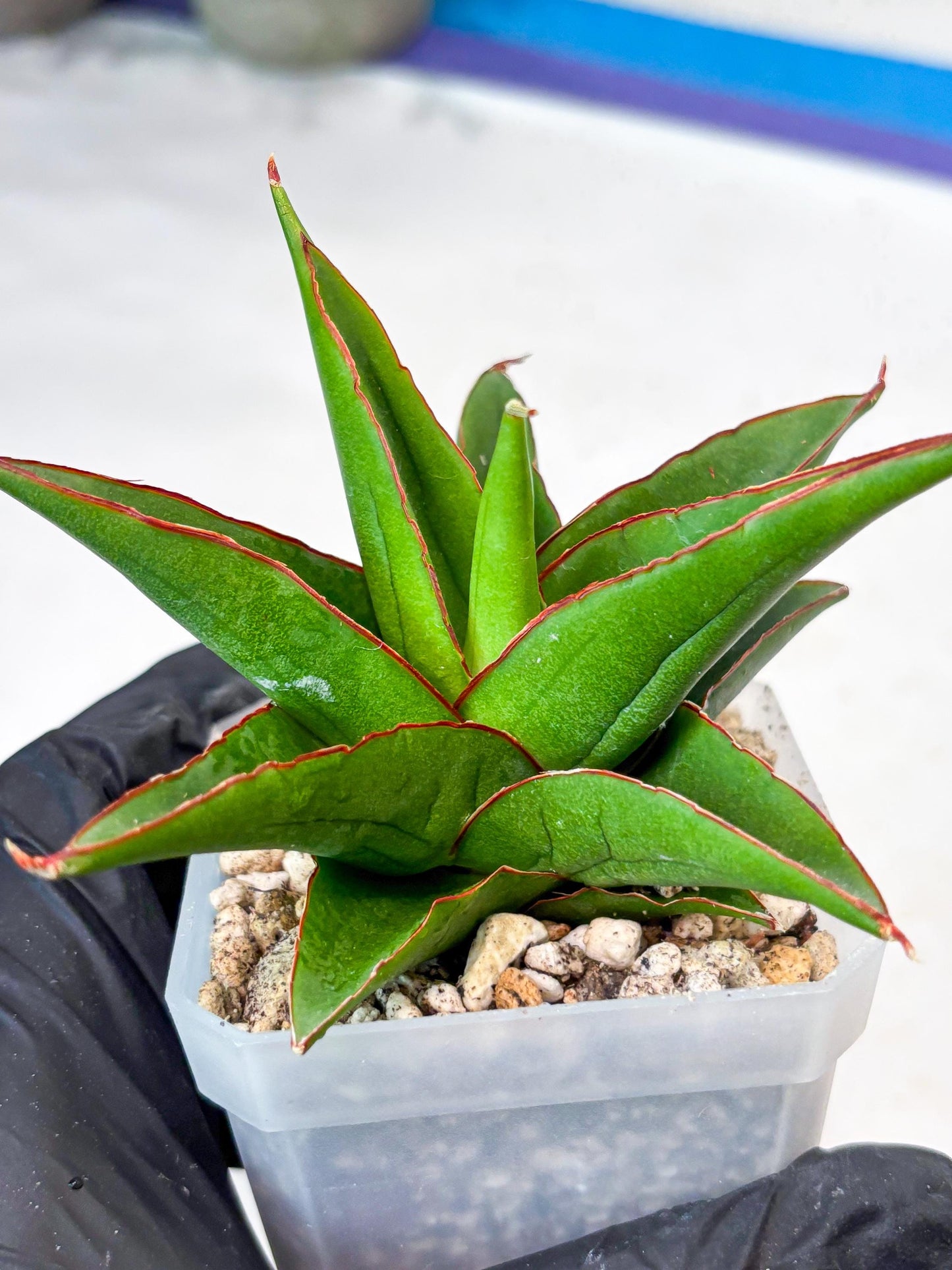 Sansevieria Luna (#Ba64) | Rare Hybrid Snake Plant
