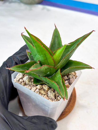 Sansevieria Luna (#Ba64) | Rare Hybrid Snake Plant