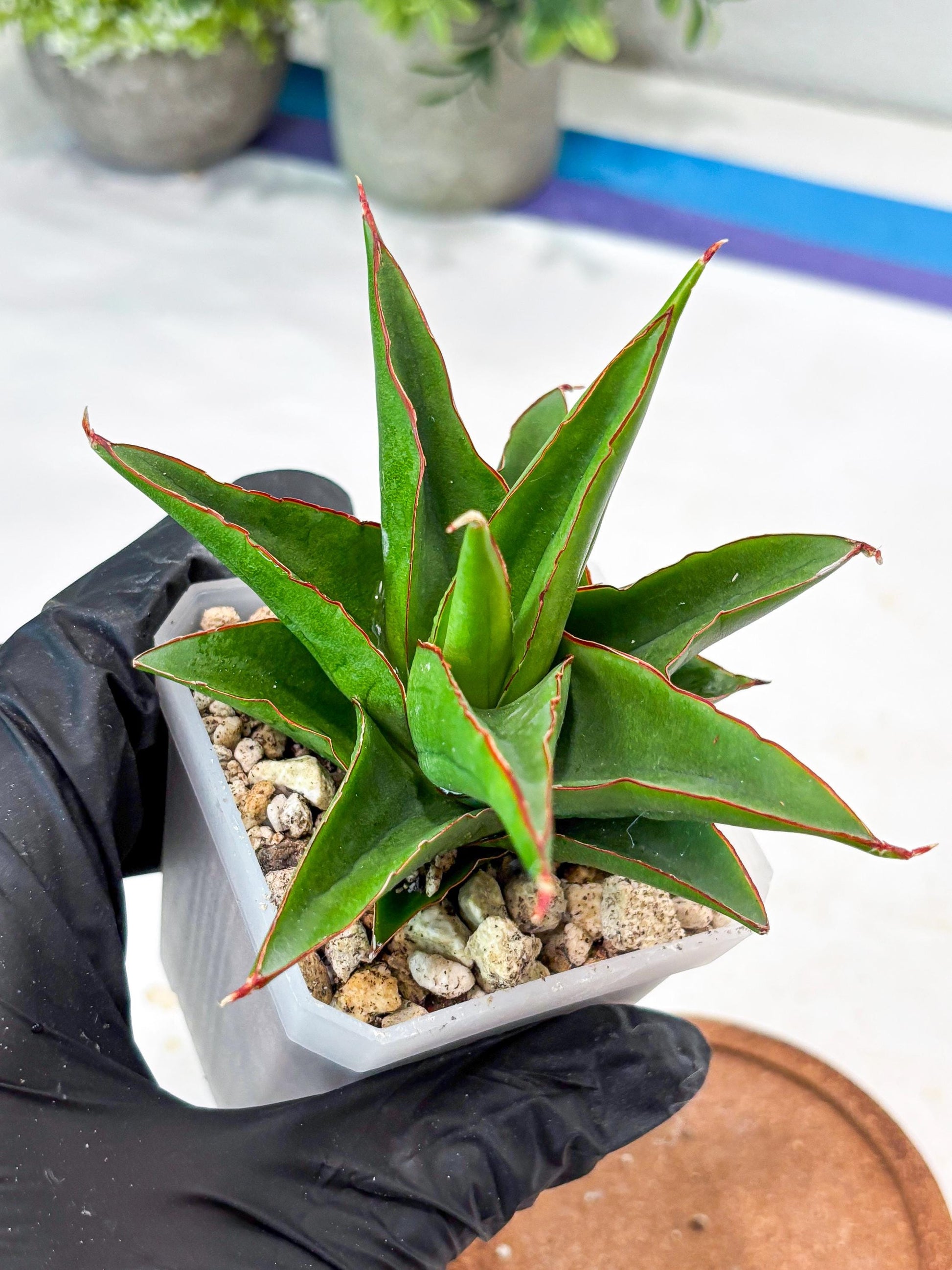 Sansevieria Luna (#Ba64) | Rare Hybrid Snake Plant