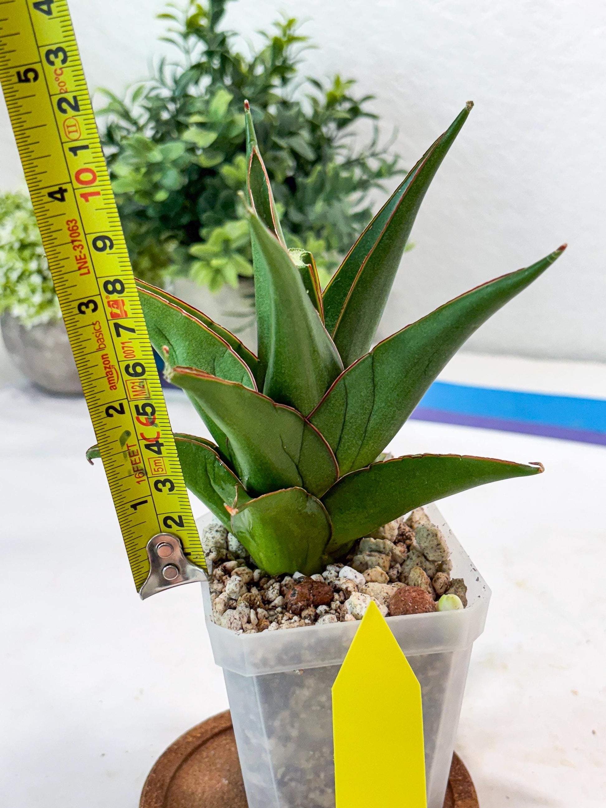 Sansevieria Luna (#Ba64) |