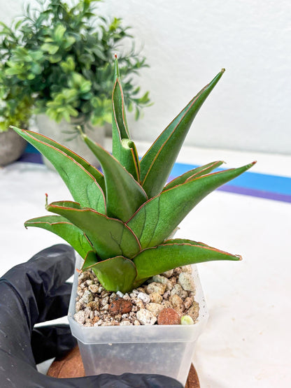 Sansevieria Luna (#Ba64) |