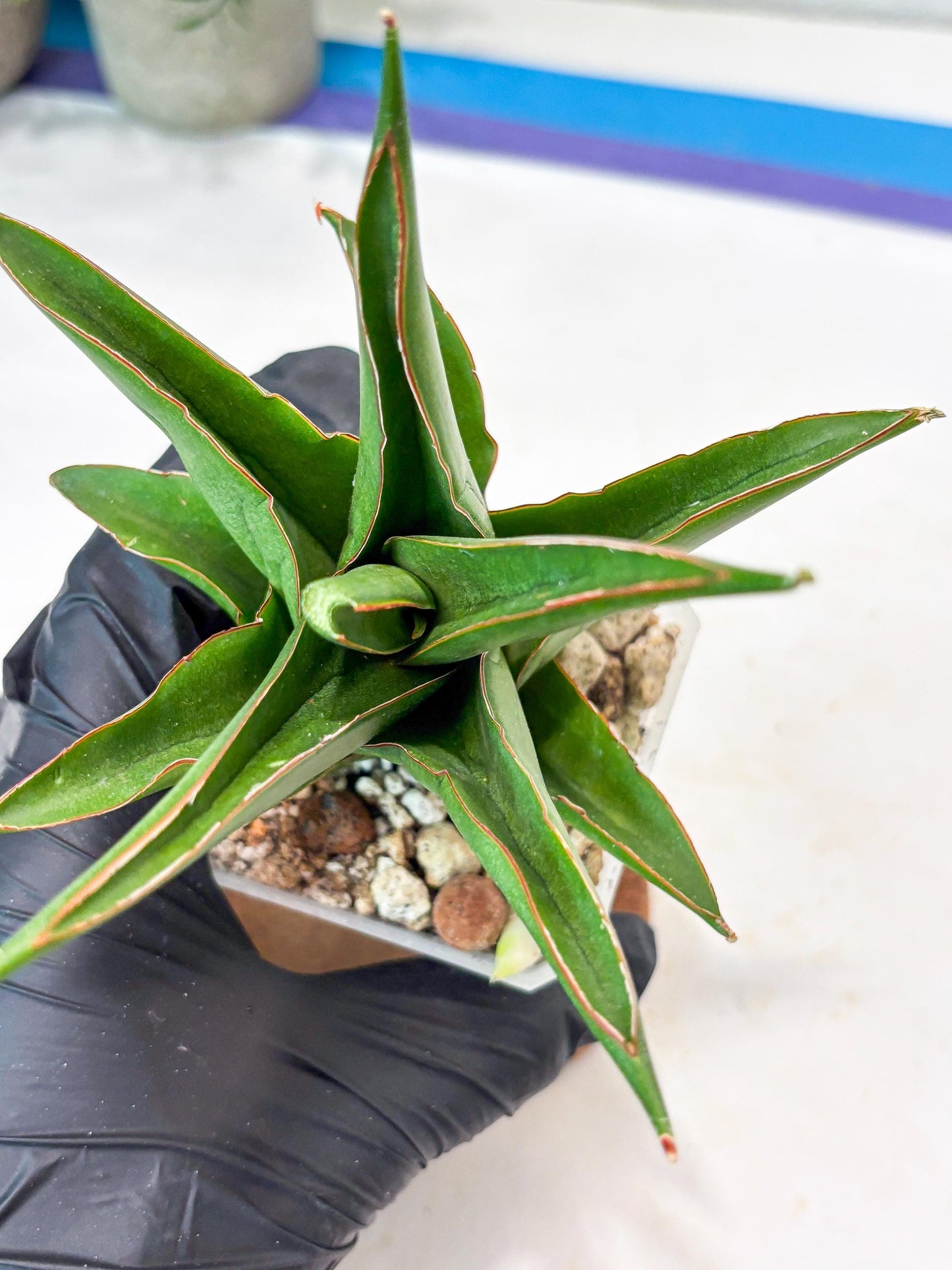 Sansevieria Luna (#Ba64) |