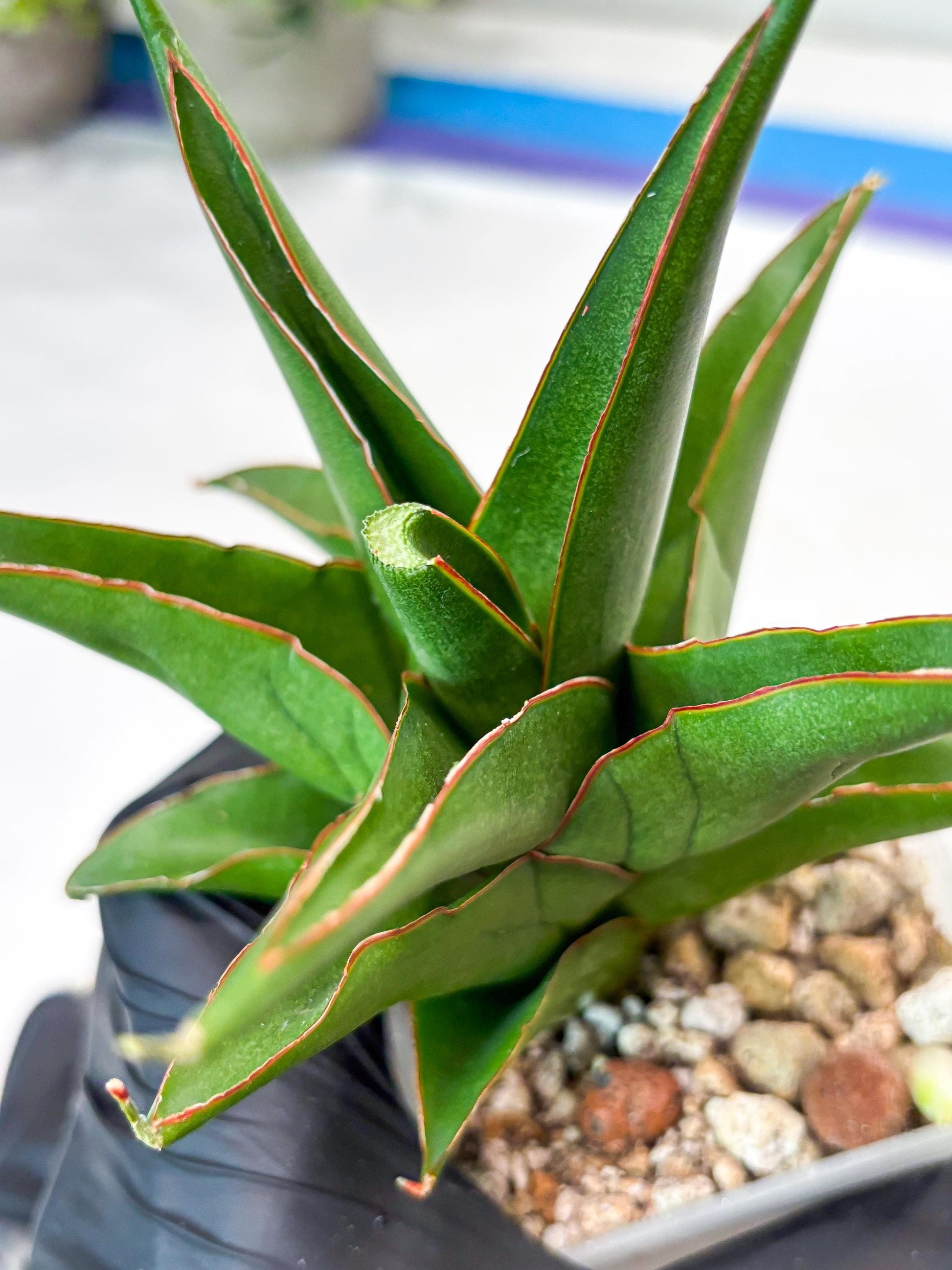 Sansevieria Luna (#Ba64) |