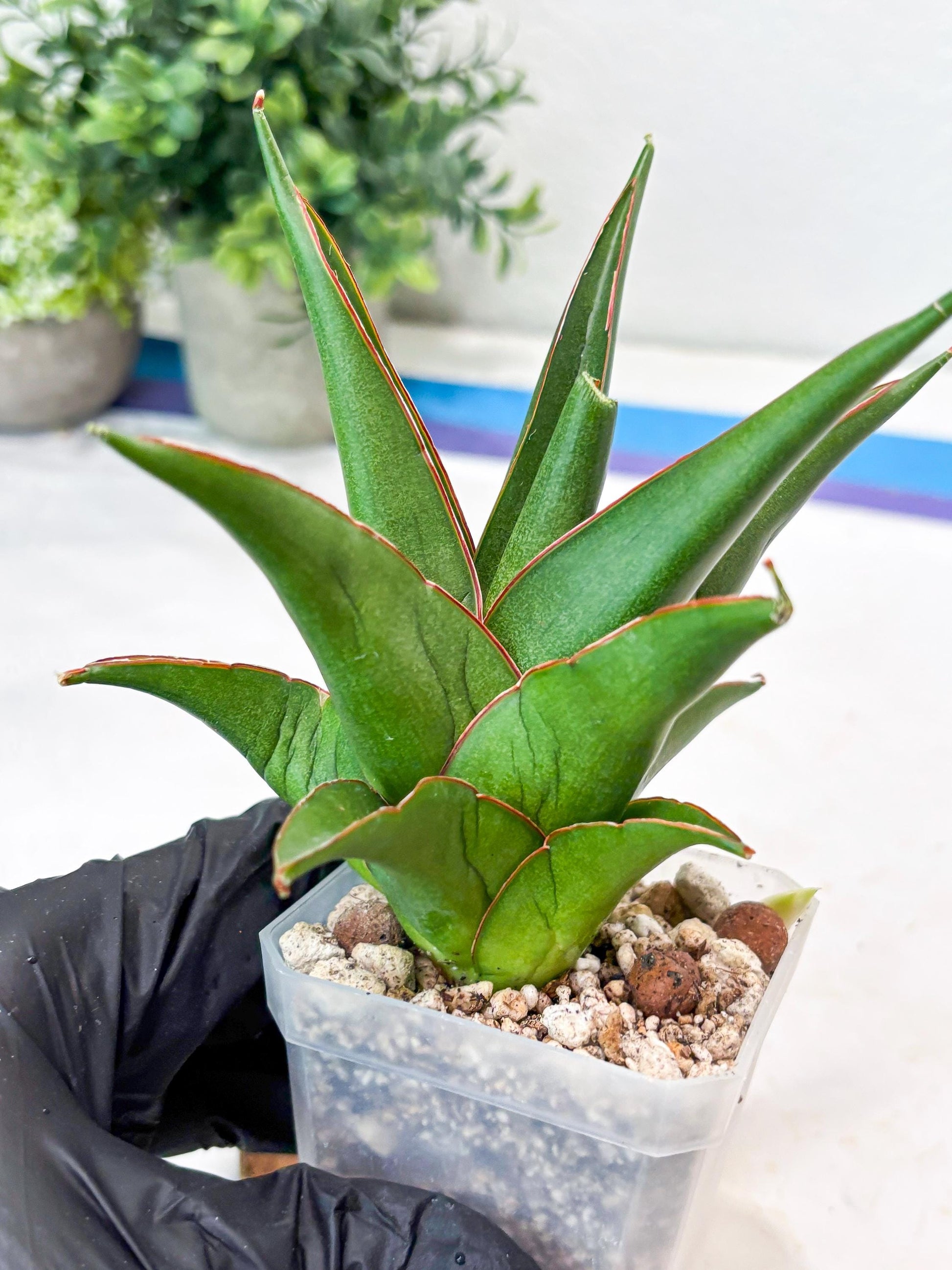 Sansevieria Luna (#Ba64) |