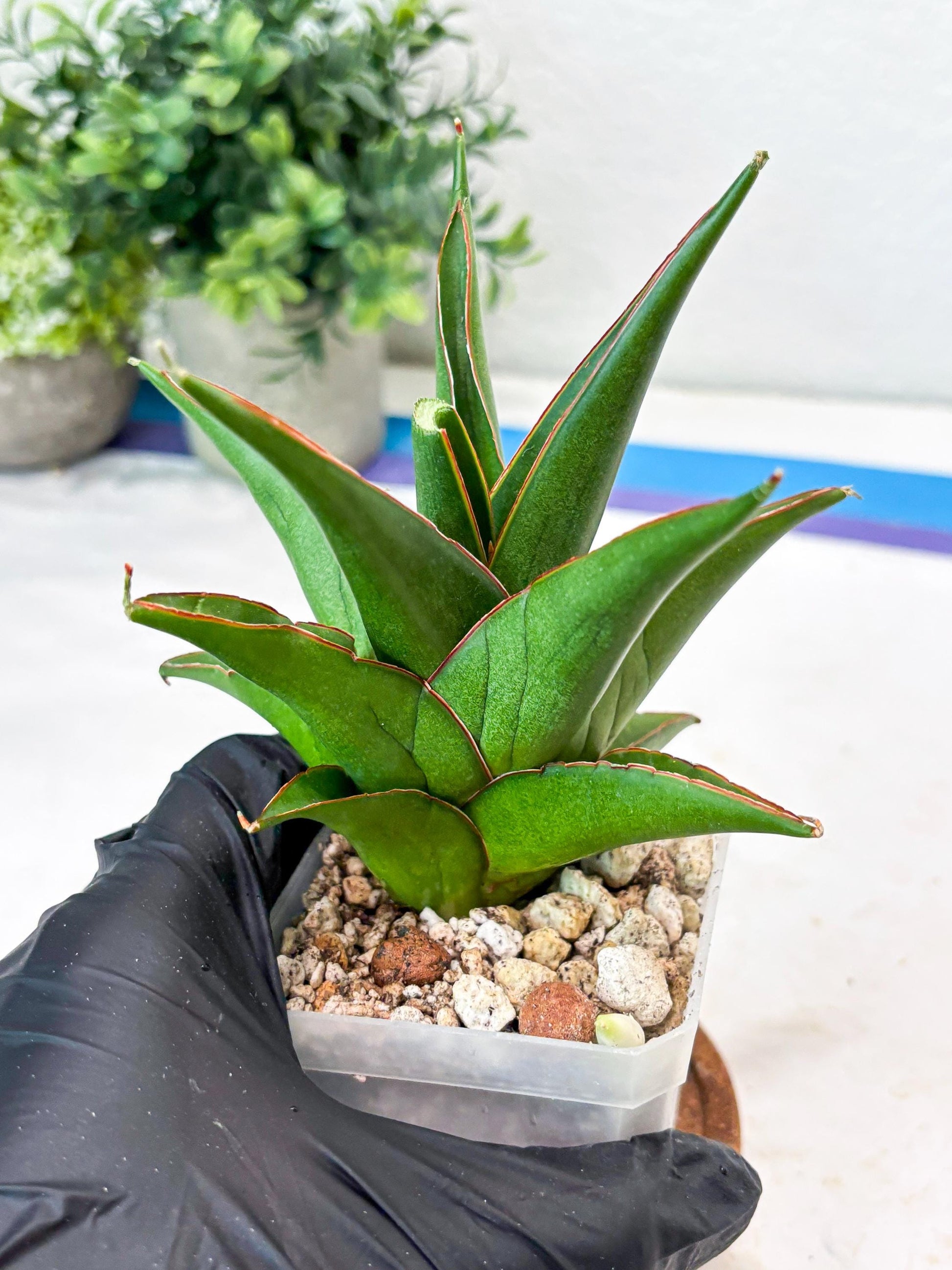 Sansevieria Luna (#Ba64) |