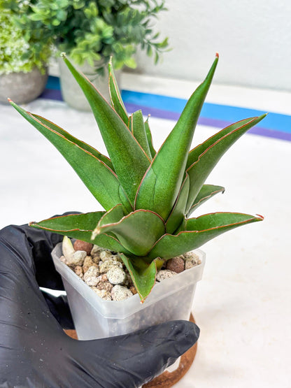 Sansevieria Luna (#Ba64) |