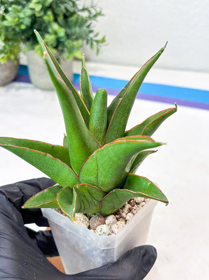 Sansevieria Luna (#Ba64) |