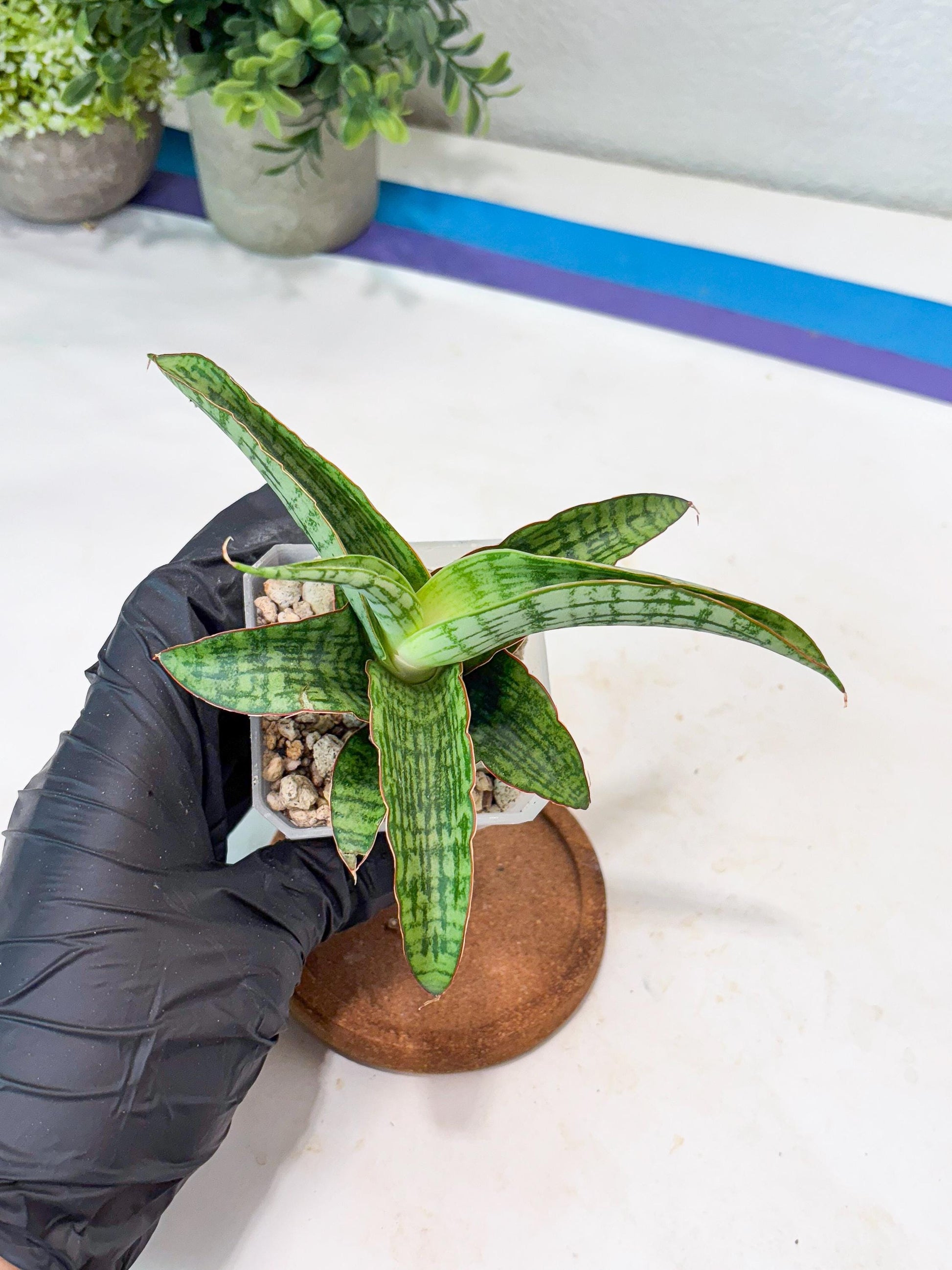 Sansevieria Mahameru (#Ba65) | Rare Snake Plant