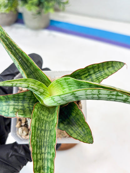 Sansevieria Mahameru (#Ba65) | Rare Snake Plant