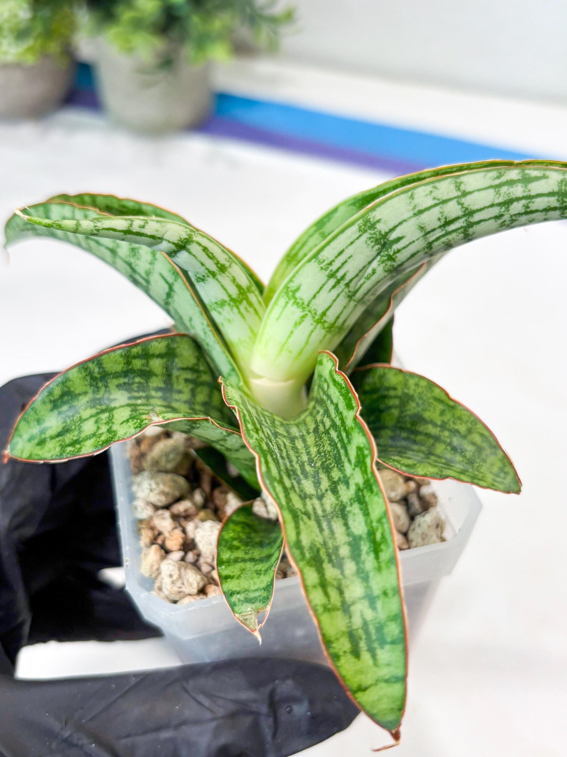 Sansevieria Mahameru (#Ba65) | Rare Snake Plant